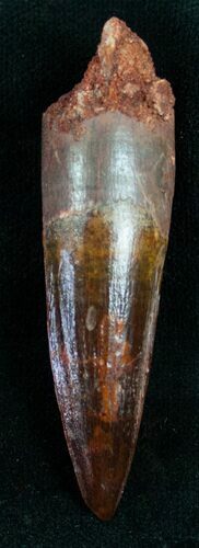 Spinosaurus Tooth - A beauty #7187